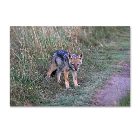 Bob Langrish 'Black-backed Jackal' Canvas Art,22x32